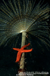 Red star under the umbrella of Tubeworm by Francesco Pacienza 